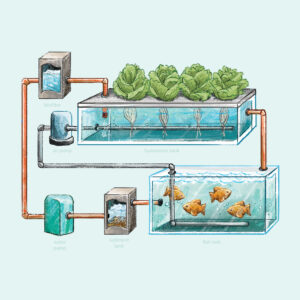 Akuaponik ve Hidroponik : Temel Farklılıklar