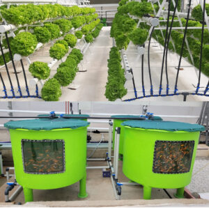 Aquaponics system showcasing plants and fish working together sustainably